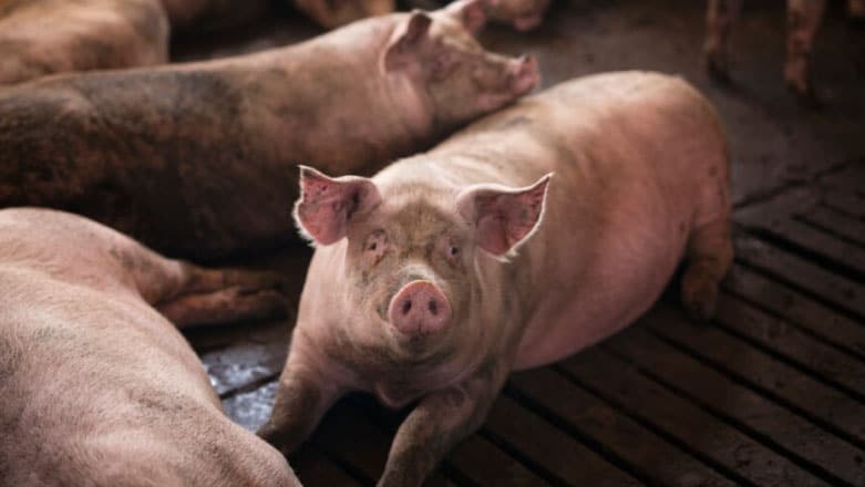 Muscatura de porc tratata de urgenta cu profilaxie antitetanica, antibiotica sau antirabica
